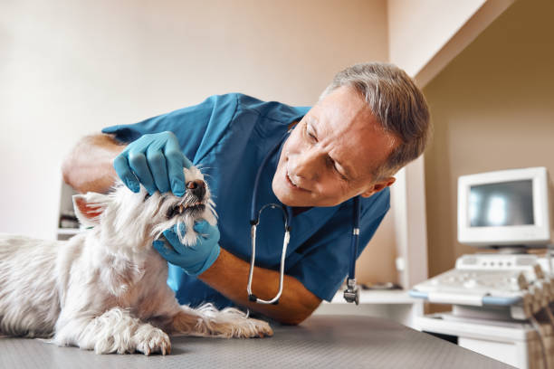 Best Emergency Dentist for Special Needs Patients in Belle Plaine, KS